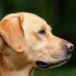 Chiedo scusa se qualche volta sono scorbutico con qualcuno Chiedo scusa se qualche volta sono scorbutico con qualcuno